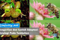 Pengertian-dan-Contoh-Adaptasi-Fisiologi-Pada-Tumbuhan Pengertian dan Contoh Adaptasi Fisiologi Pada Tumbuhan