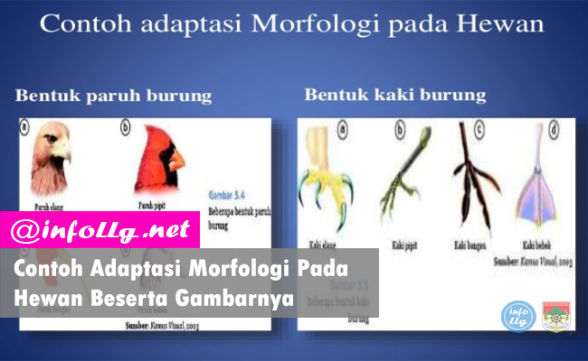 Contoh Adaptasi Morfologi Pada Hewan Beserta Gambarnya